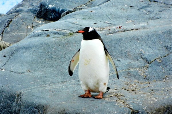 Single penguin standing on a rock